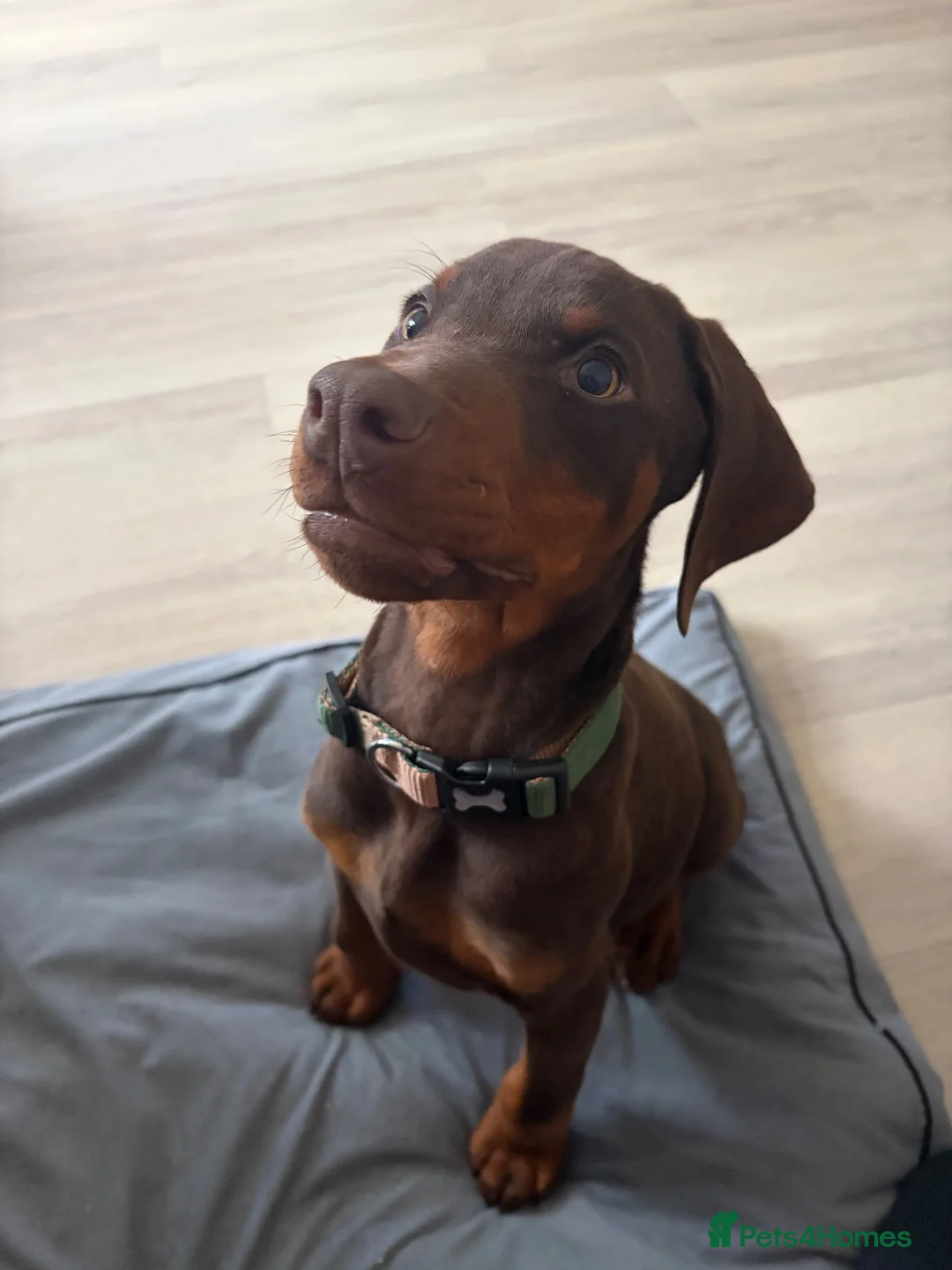 Dobermann dogs for sale: Male Doberman in Wellingborough - Advert 2