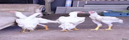 Chickens poultry for sale: WHITE O SHAMO CHICKENS - Advert 10