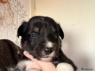 Border Collie dogs Border collie puppies for sale - Advert 1