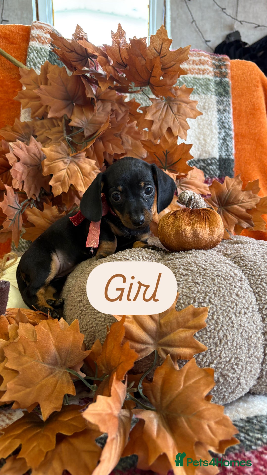 Dachshund dogs for sale: Beautiful dachshund puppies  - Image 19