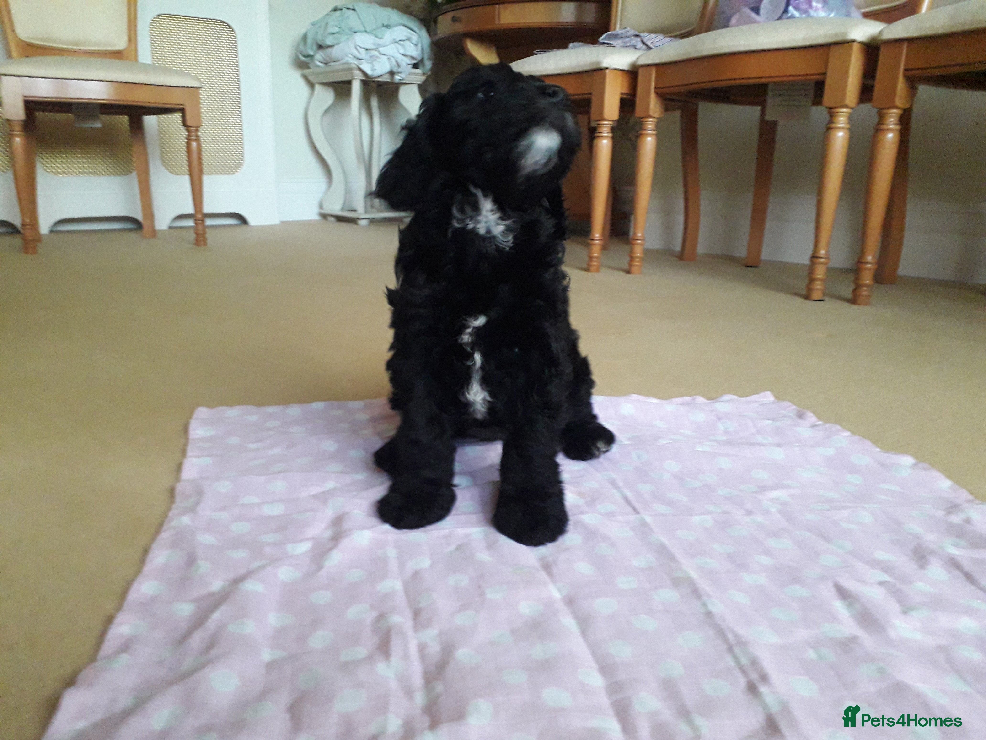 Cockapoo dogs Cockerpoo puppies. F1. 1 left ready to go now  - Advert 2