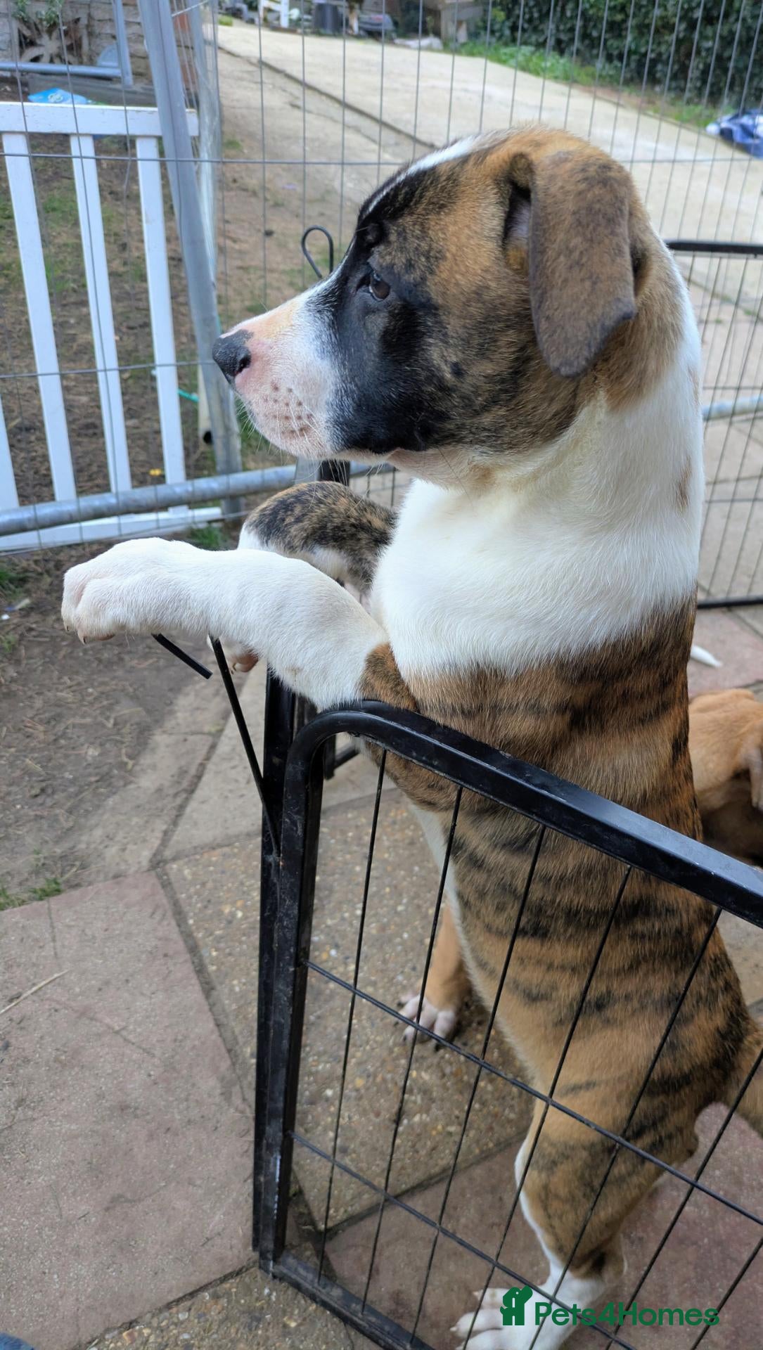 Mixed Breed dogs American bulldog x Belgian Malinois  - Advert 14