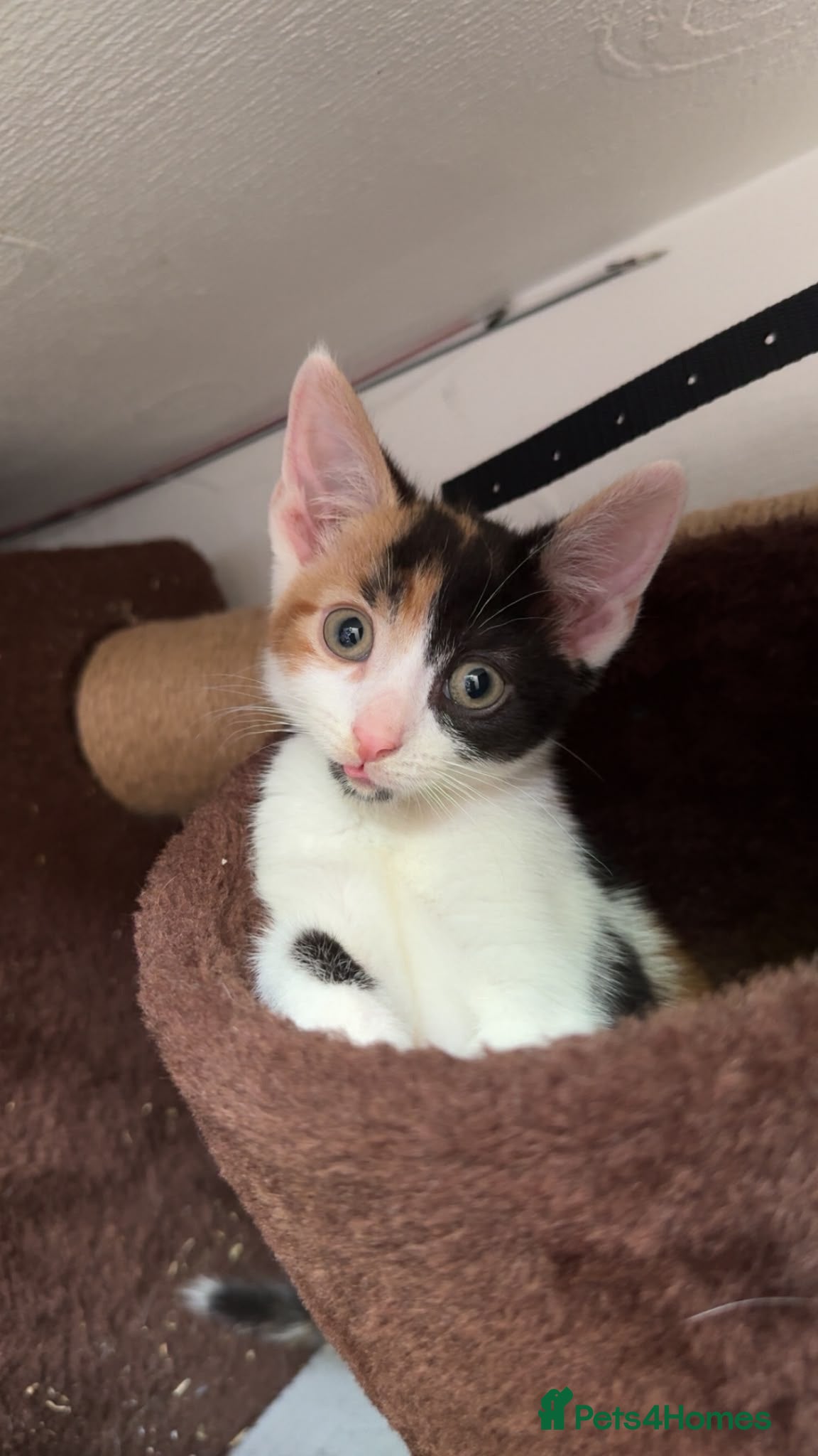 Domestic Shorthair cats  Loving Home Needed for a Beautiful Calico Kitten - Advert 4