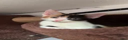 Domestic Shorthair cats for sale:  Loving Home Needed for a Beautiful Calico Kitten - Advert 1