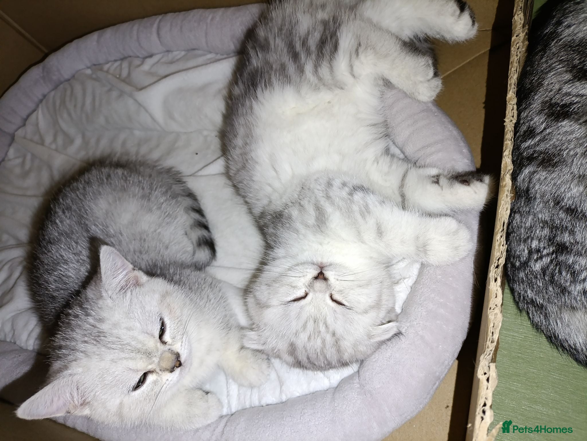 British Shorthair cats British Shorthair kitten - Advert 2