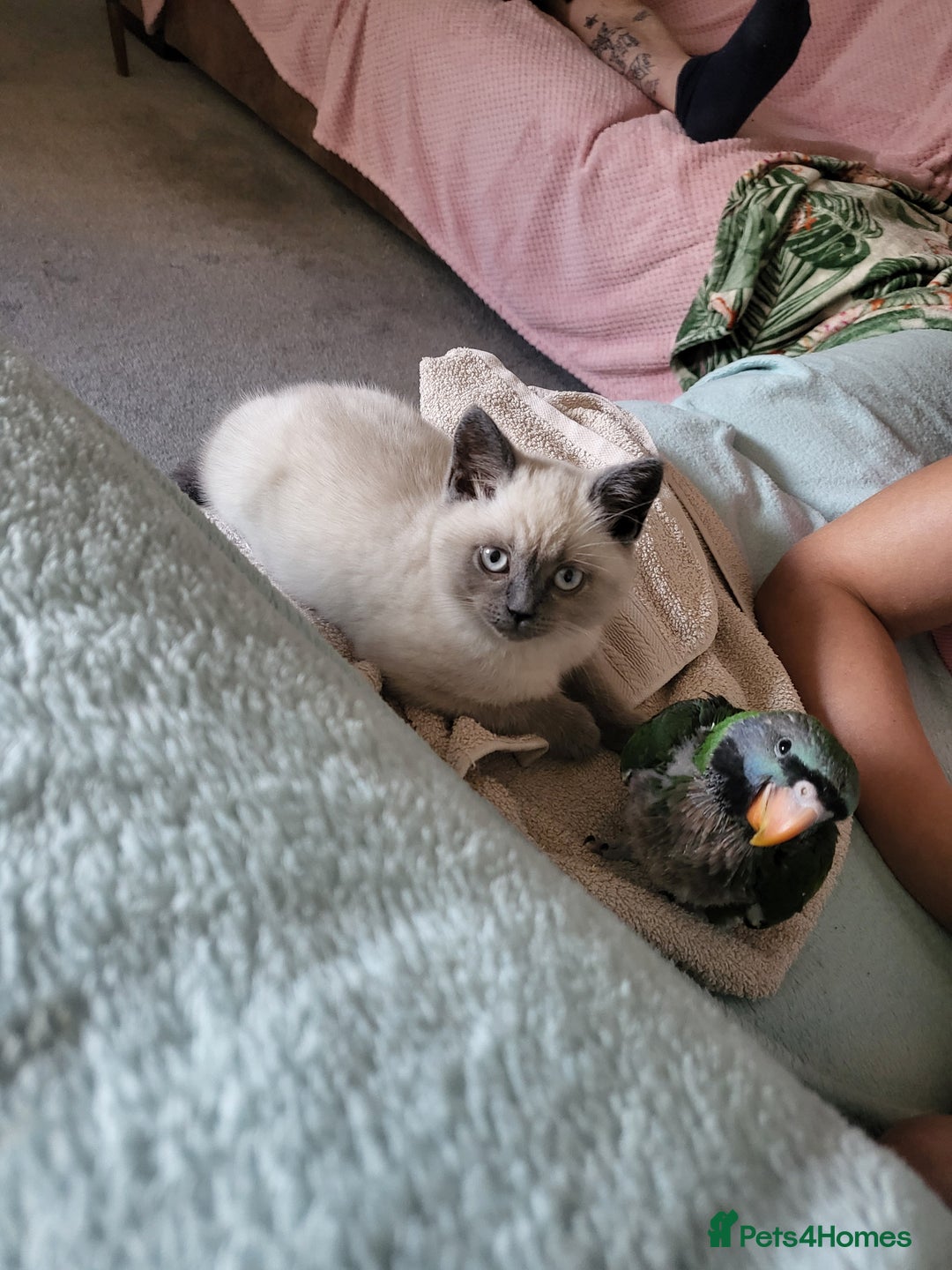 British Shorthair cats for sale: BSH FEMALE KITTEN - Image 5