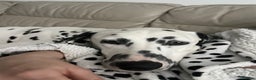 Dalmatian dogs for sale: Potential rehome - male LUA Dalmatian  - Advert 8