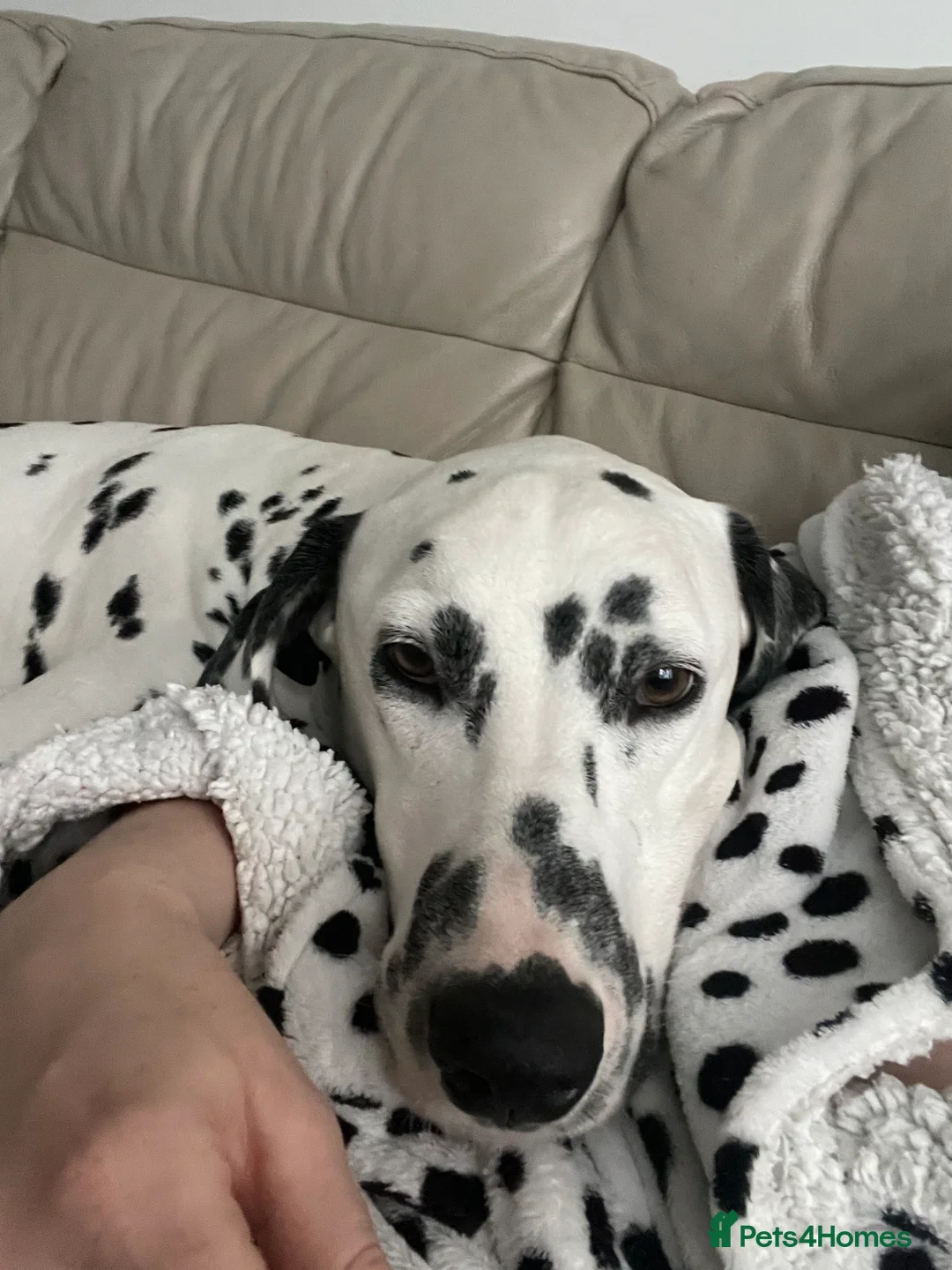 Dalmatian dogs for sale: Potential rehome - male LUA Dalmatian  - Advert 8