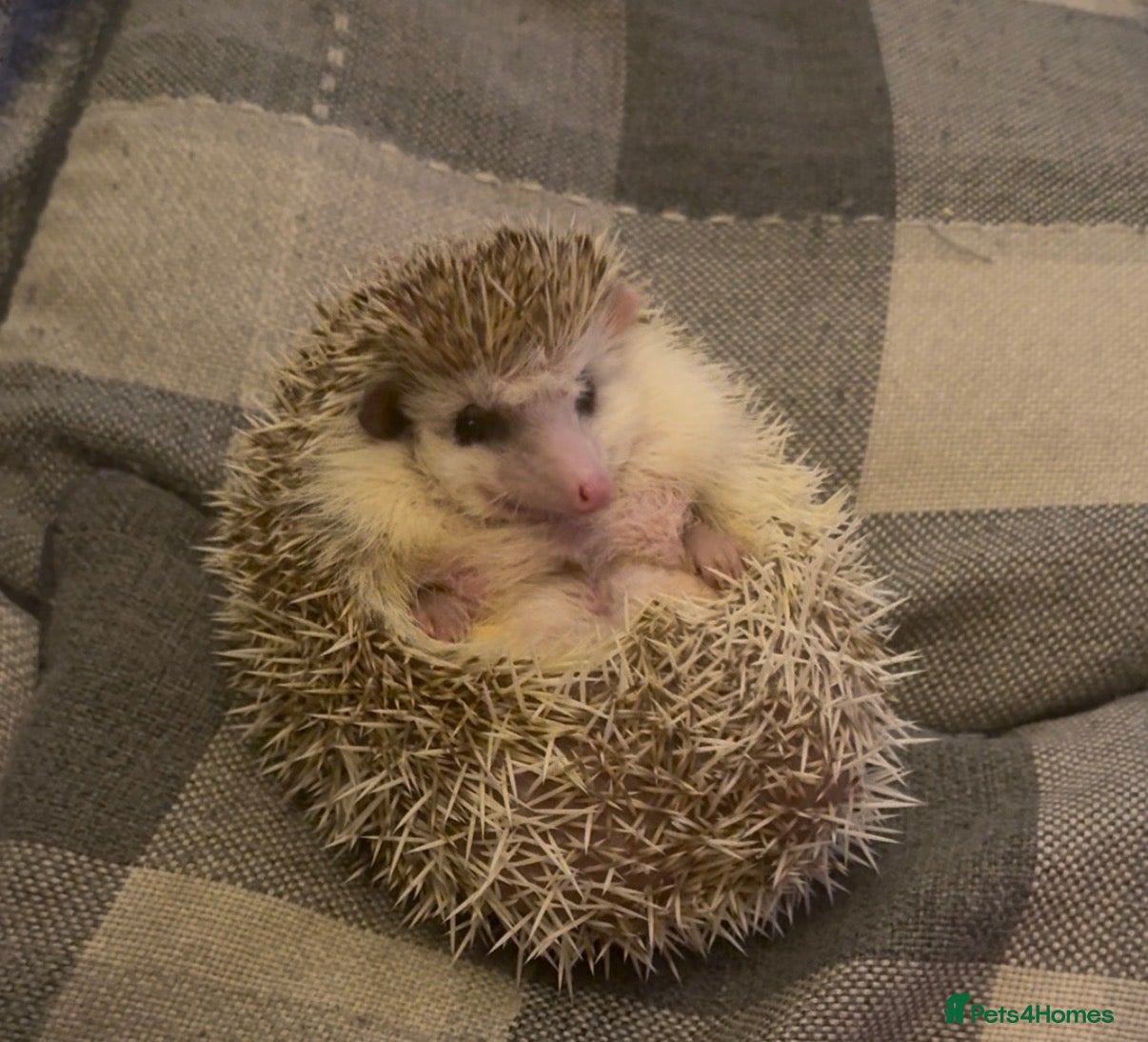 Pygmy Hedgehog rodents Hedgehog rehome  - Advert 1