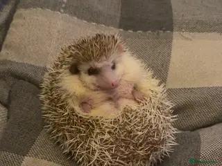 Pygmy Hedgehog rodents Hedgehog rehome - Advert 1