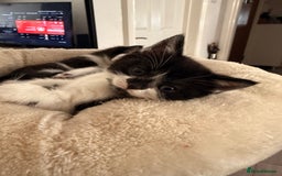 Mixed Breed cats for sale: Half British shorthair kittens  - Image 2
