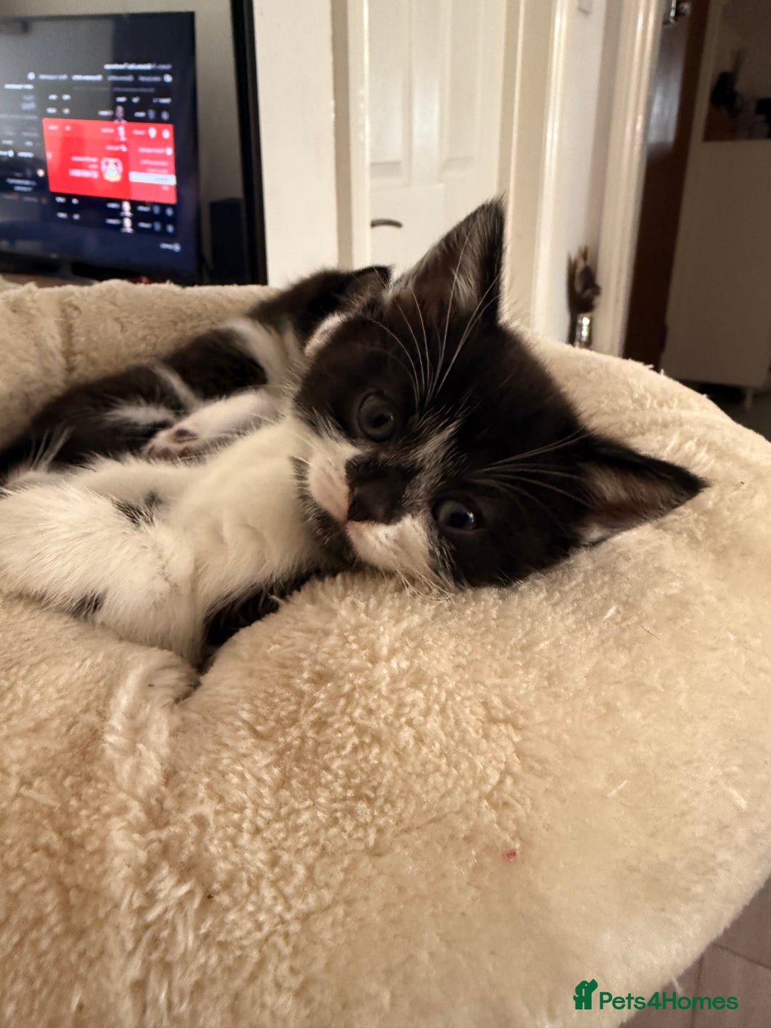 Mixed Breed cats for sale: Half British shorthair kittens  - Image 2