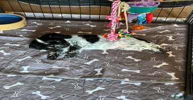 Cocker Spaniel dogs - Advert 14