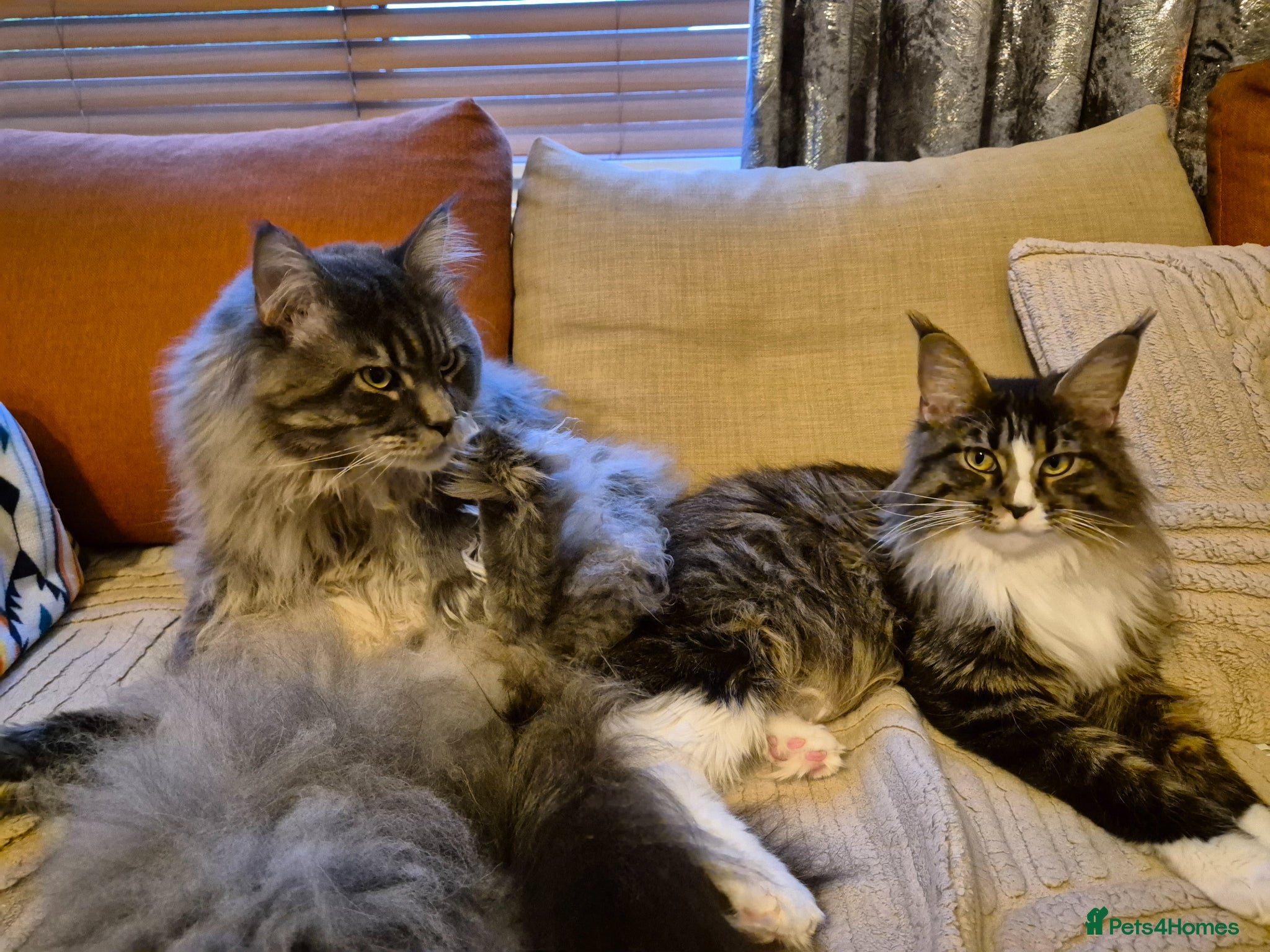 Maine Coon cats  Maine Coon Kittens Ready for Their Forever Homes! - Advert 17
