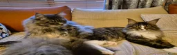 Maine Coon cats for sale:  Maine Coon Kittens Ready for Their Forever Homes! in Mauchline - Advert 1