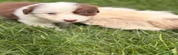 Border Collie dogs for sale: BEAUTIFUL BC PUPS, HEALTH TESTED CLEAR PARENTS  - Advert 36
