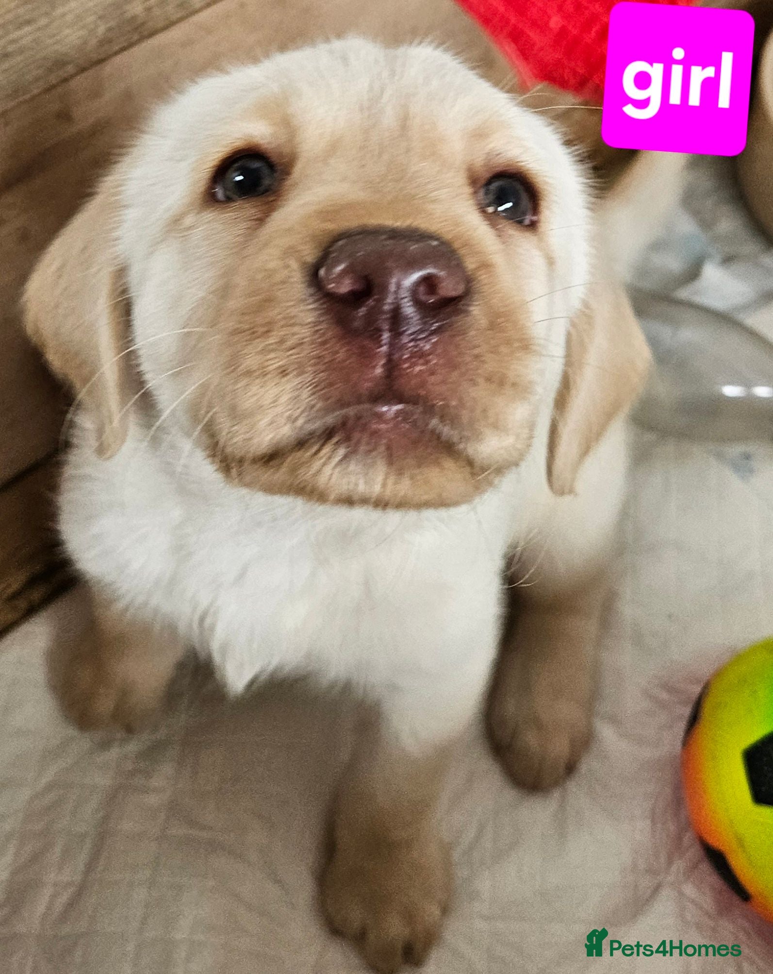 Labrador Retriever dogs Gorgeous chunky labrador puppies  - Advert 11