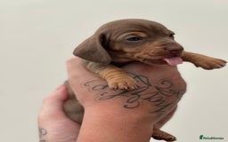 Miniature Dachshund dogs for sale: Smooth haired Miniature Dachshund - Image 29