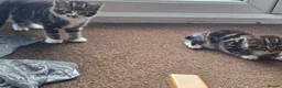 Mixed Breed cats for sale: Tabby Kittens Looking  for Their Forever Homes  - Advert 10