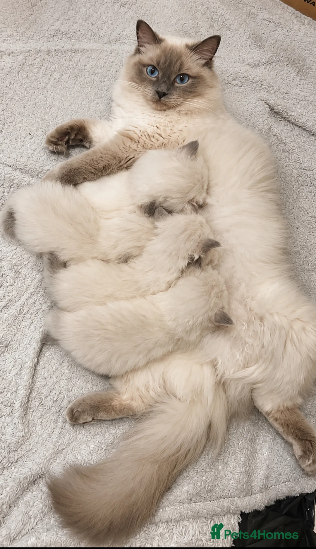Ragdoll cats for sale: Beautiful ragdoll kittens ready to reserve.    - Advert 2