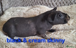 Guinea Pig rodents for sale: Bonded skinny/werewolf guinea pigs  - Image 1