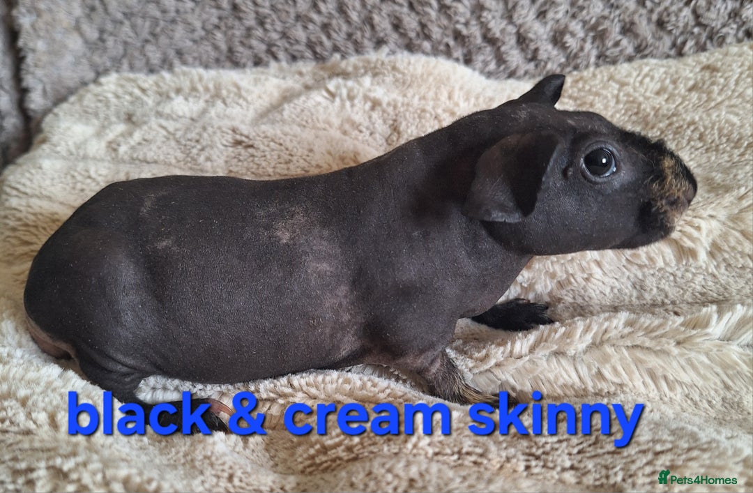Guinea Pig rodents for sale: Bonded skinny/werewolf guinea pigs  - Image 1