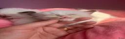 Ragdoll cats for sale: Exceptional Ragdolls  - Advert 3