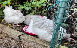 Chickens poultry for sale: Orphington lavender cuckoo  - Image 6