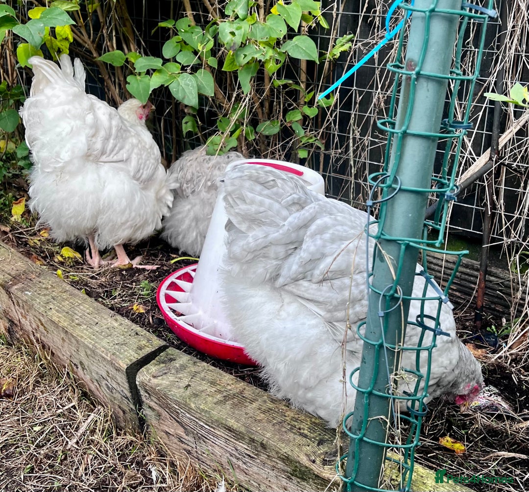 Chickens poultry for sale: Orphington lavender cuckoo  - Image 6