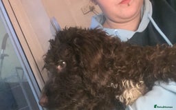 Cockapoo dogs for sale: Hazel the cockapoo  - Advert 3