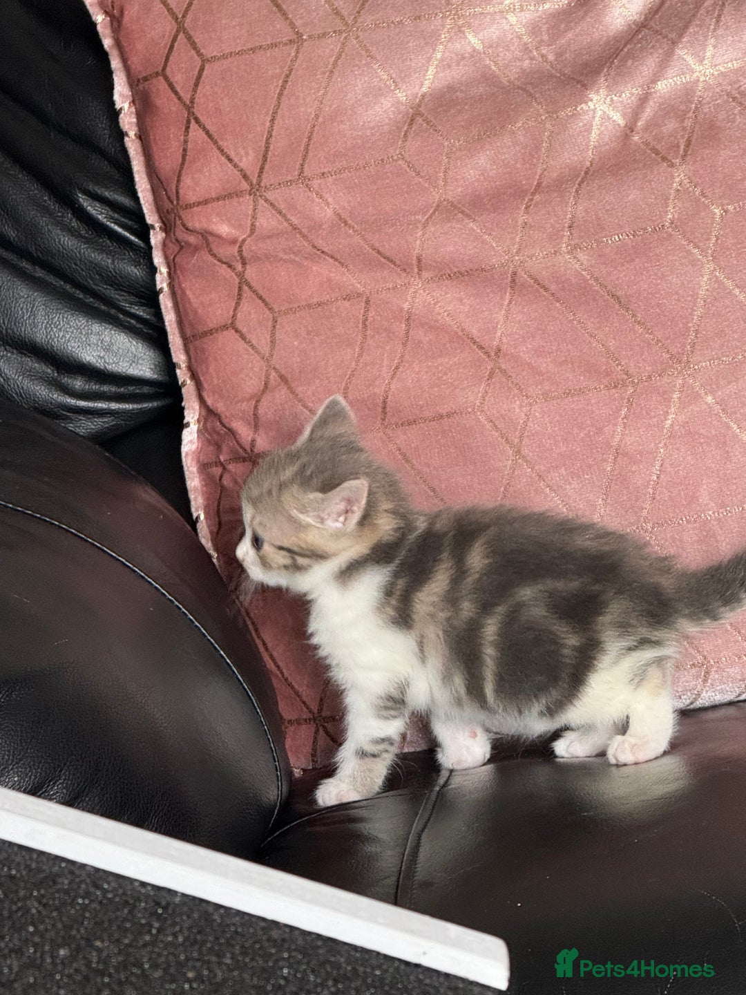 British Shorthair cats for sale: Half British shorthair for sale - Image 10