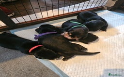 Mixed Breed dogs for sale: Puppies for sale  - Image 1