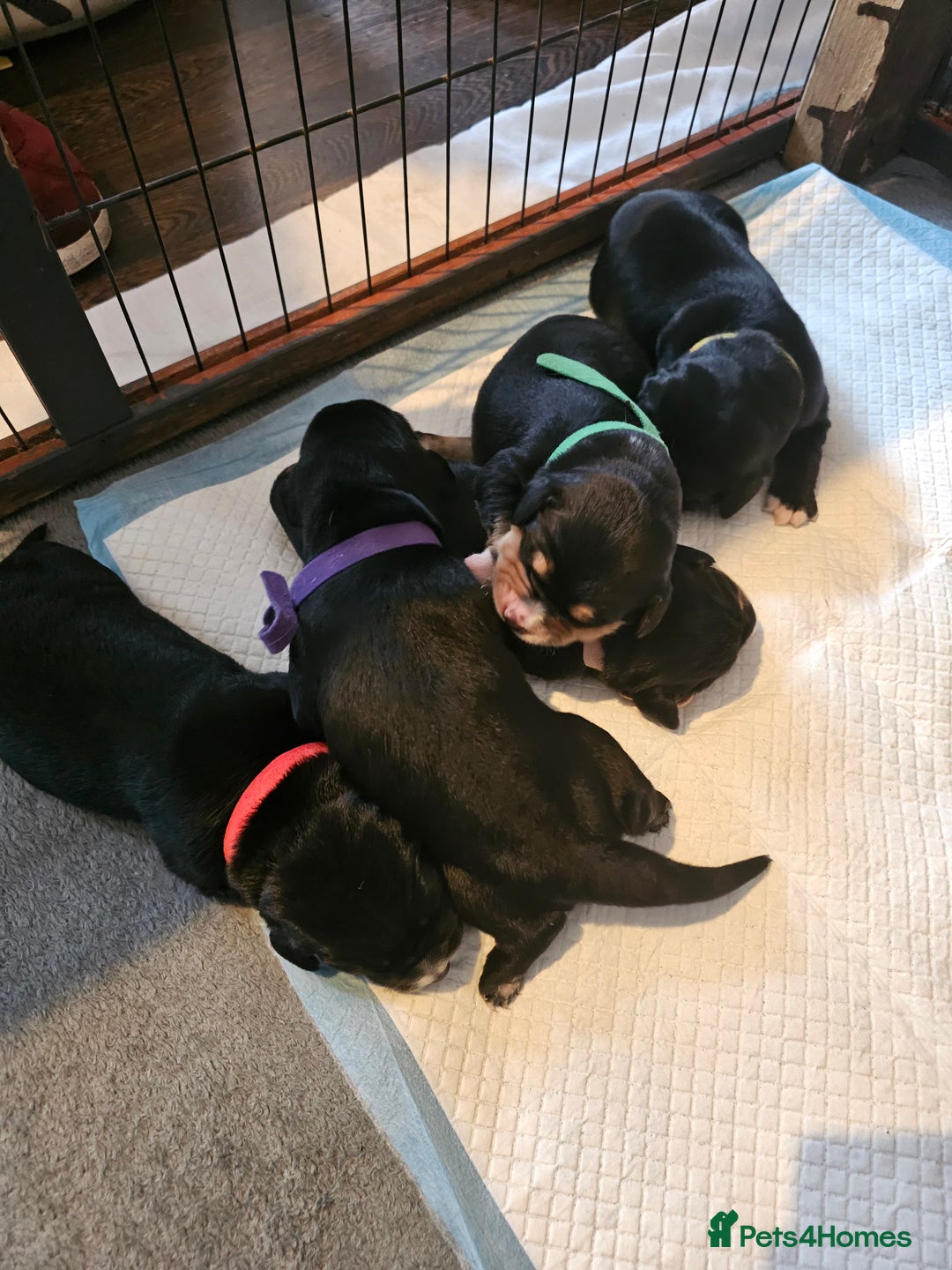 Mixed Breed dogs for sale: Puppies for sale  - Image 1