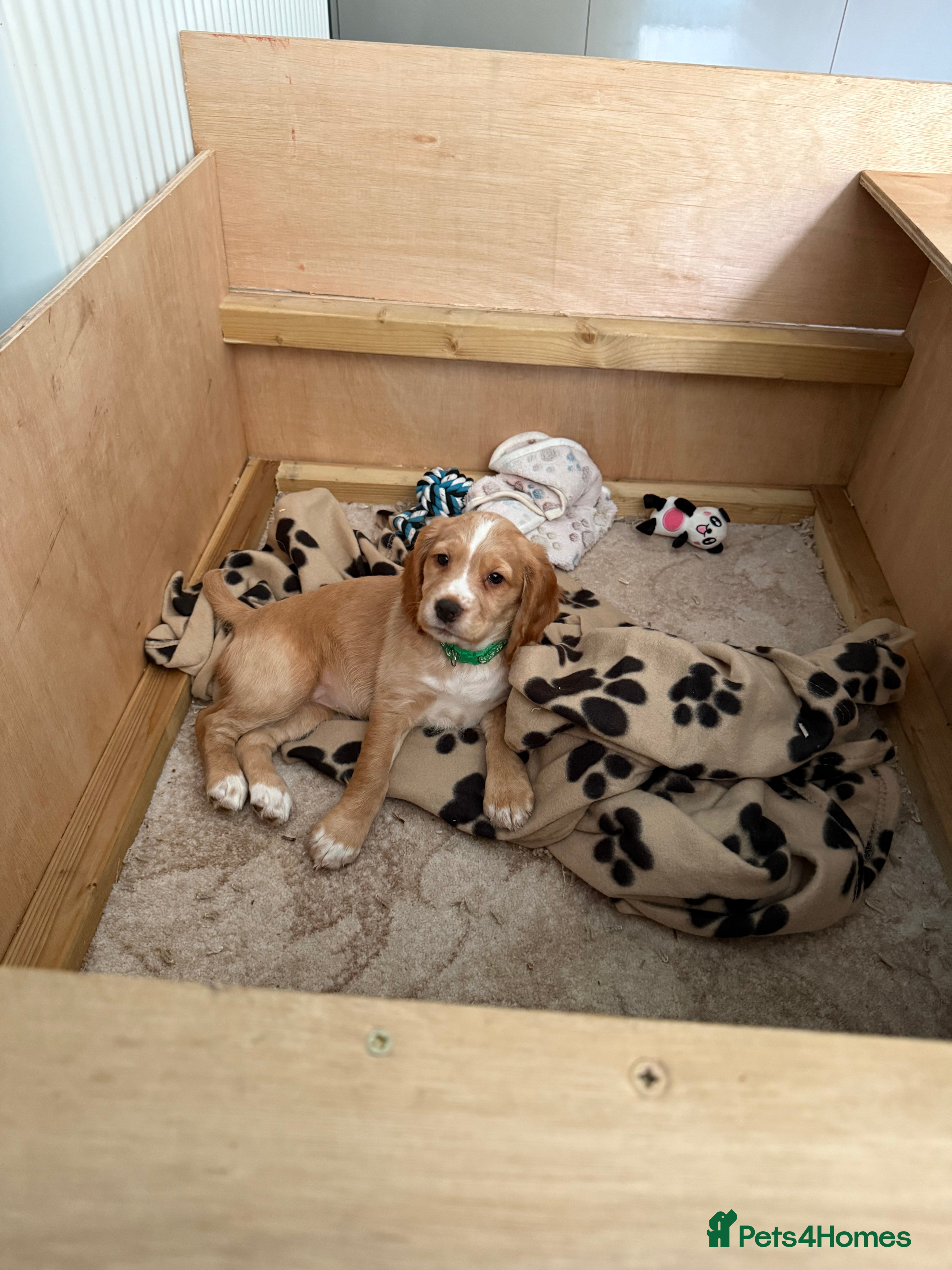 Cocker Spaniel dogs 1 baby left.bitch Kc registered cockerspaniel pup - Advert 2