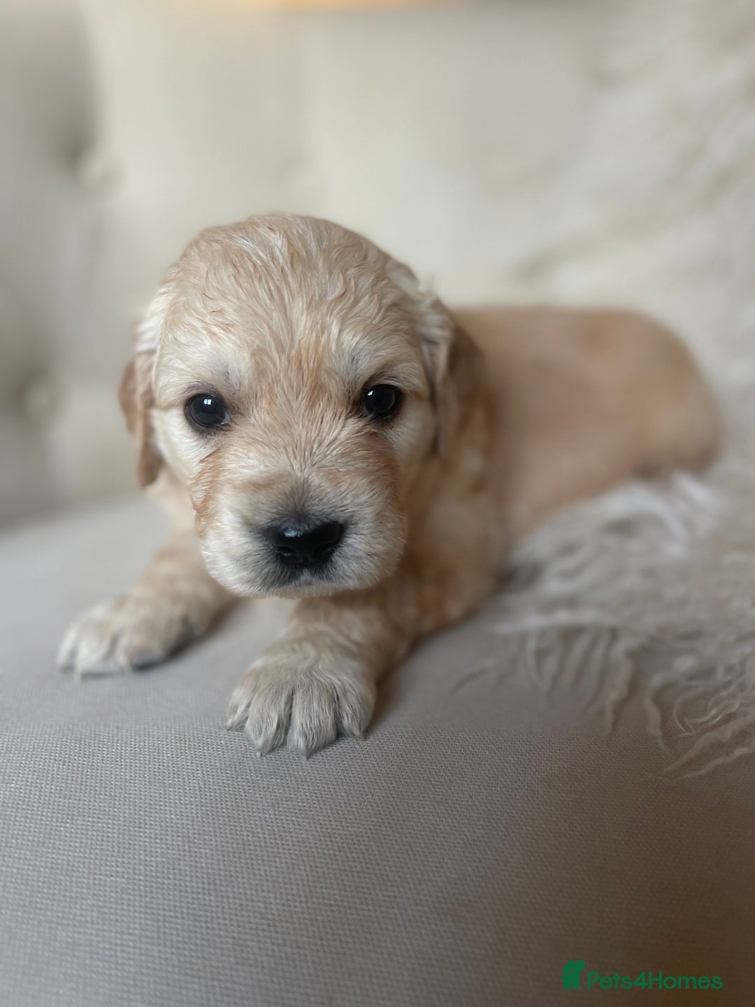 Golden Retriever dogs for sale: ✨Kennel Club Registered Golden Retriever Puppies ✨ - Advert 8