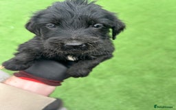 Mixed Breed dogs for sale: Here we have our last 3 pups of our litter  - Image 7