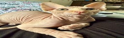 Sphynx cats for sale: Luna is looking for forever home - Advert 9