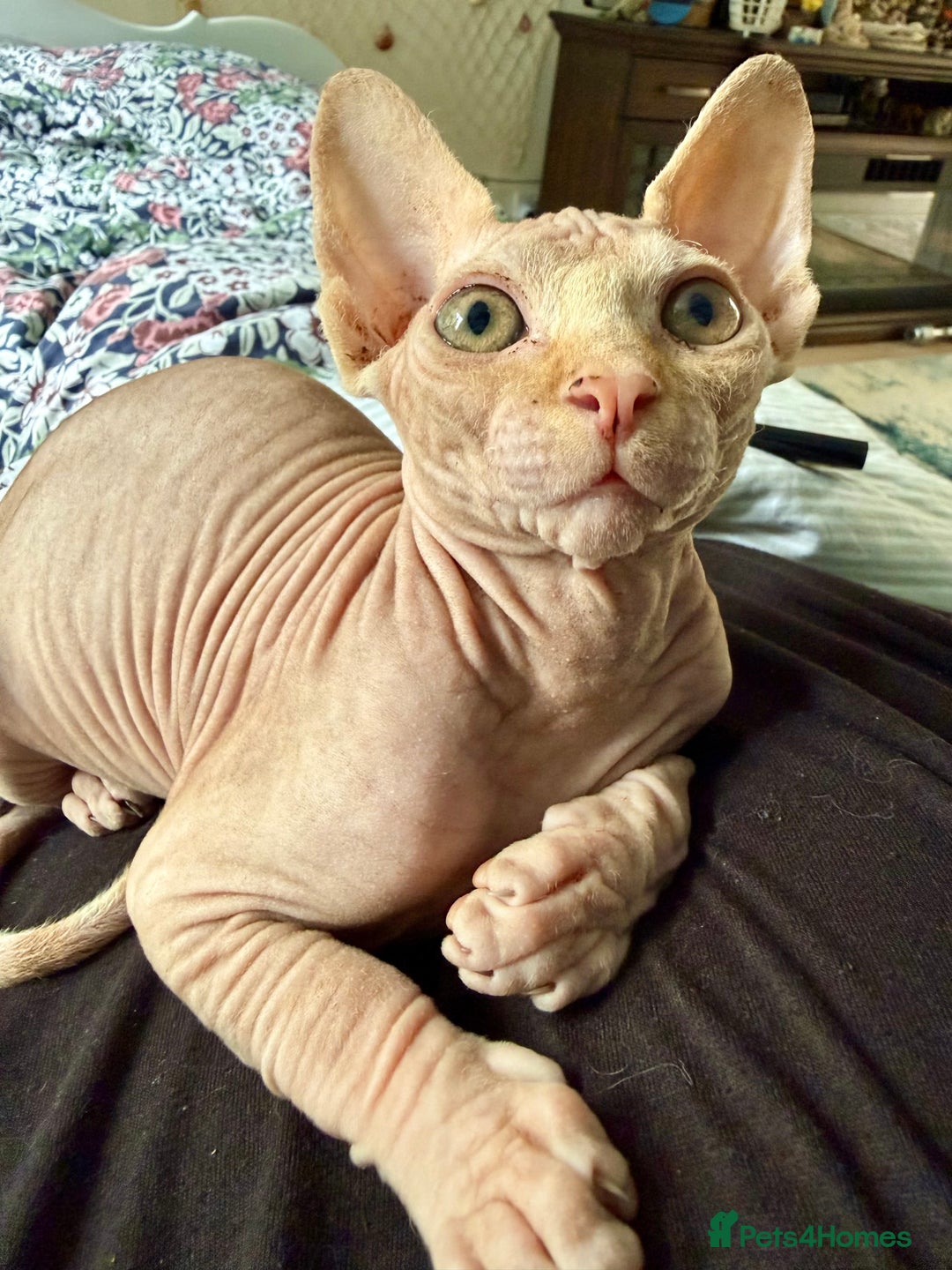 Sphynx cats for sale: Luna is looking for forever home - Advert 9