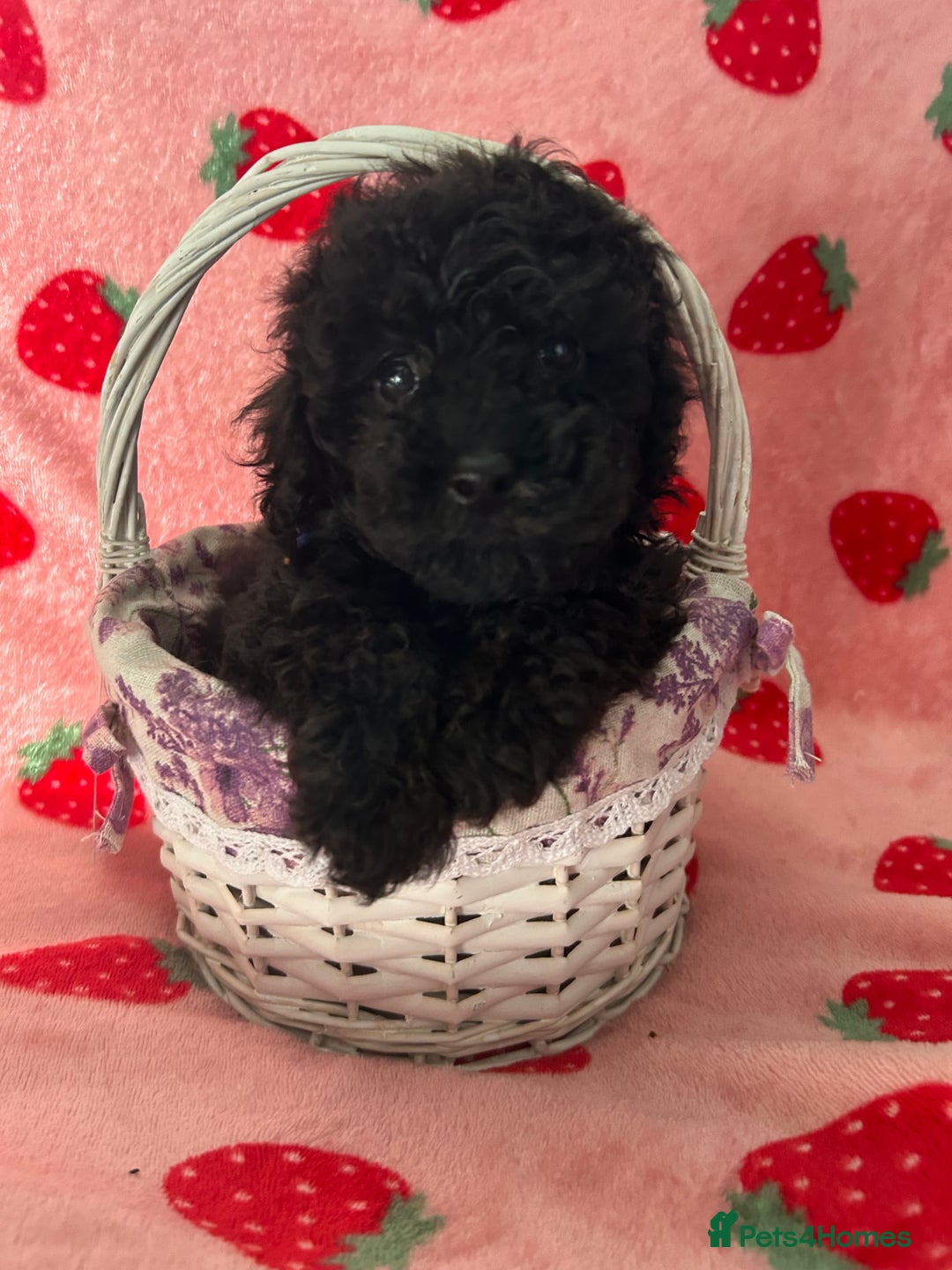 Toy Poodle dogs for sale: *Price reduced *last 2 Kc reg toy poodle pups  - Image 6