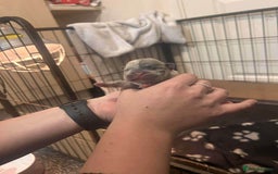 French Bulldog dogs for sale: Two gorgeous French bulldog males  - Advert 5