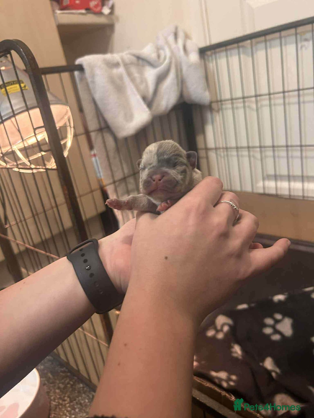 French Bulldog dogs for sale: Two gorgeous French bulldog males  - Advert 5