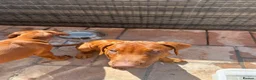 Rhodesian Ridgeback dogs for sale: KC Registered RR Ready for forever Homes 1st July - Advert 11