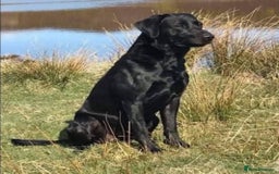 Labrador Retriever dogs for sale: KC Registered Black Labrador Puppies - Image 18