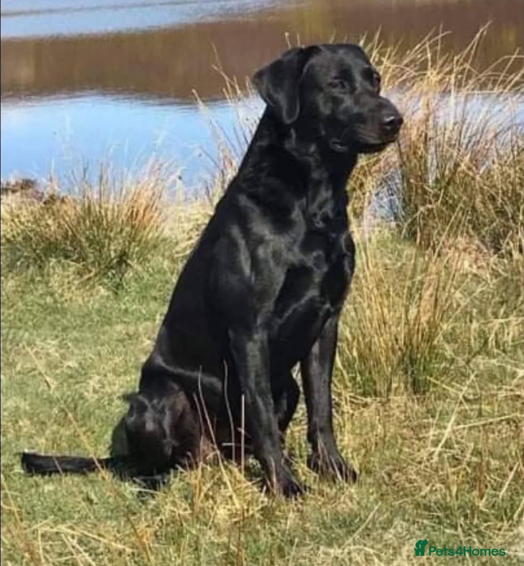 Labrador Retriever dogs for sale: KC Registered Black Labrador Puppies - Image 18