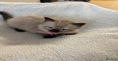 Ragdoll cats - Advert 6
