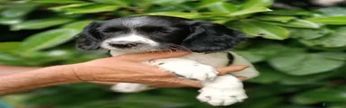 English Springer Spaniel 8