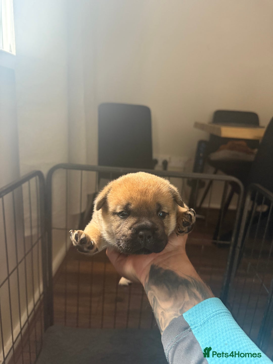 Mixed Breed dogs for sale: Two Gorgeous Boys ready to go! - Image 4