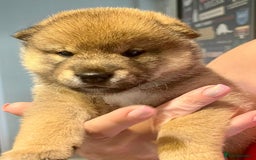 Japanese Shiba Inu dogs for sale: Outstanding Shiba Inu Puppies - Image 8