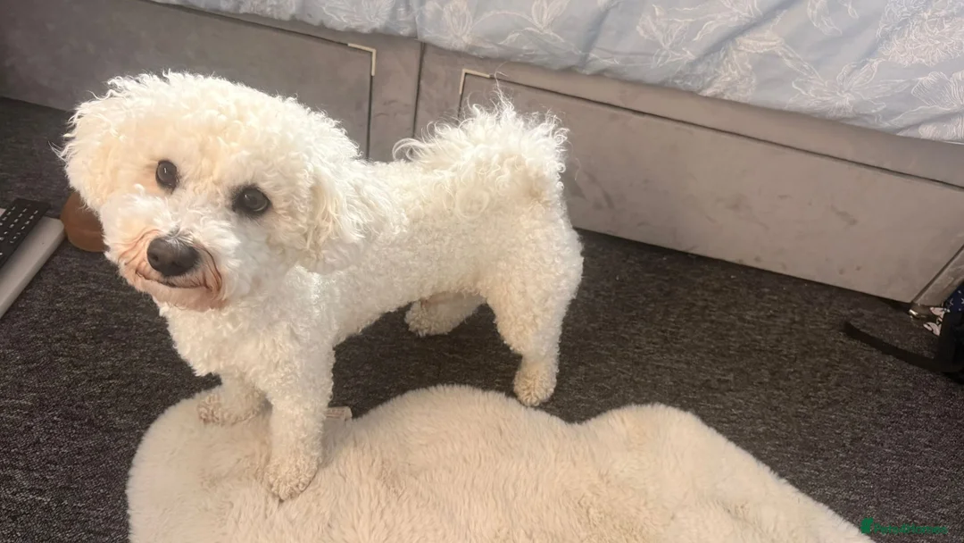 Bichon Frise dogs for stud: Bichon Frise for stud - Advert 2