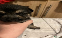 German Shepherd dogs for sale: German Shepard puppies.  - Image 3